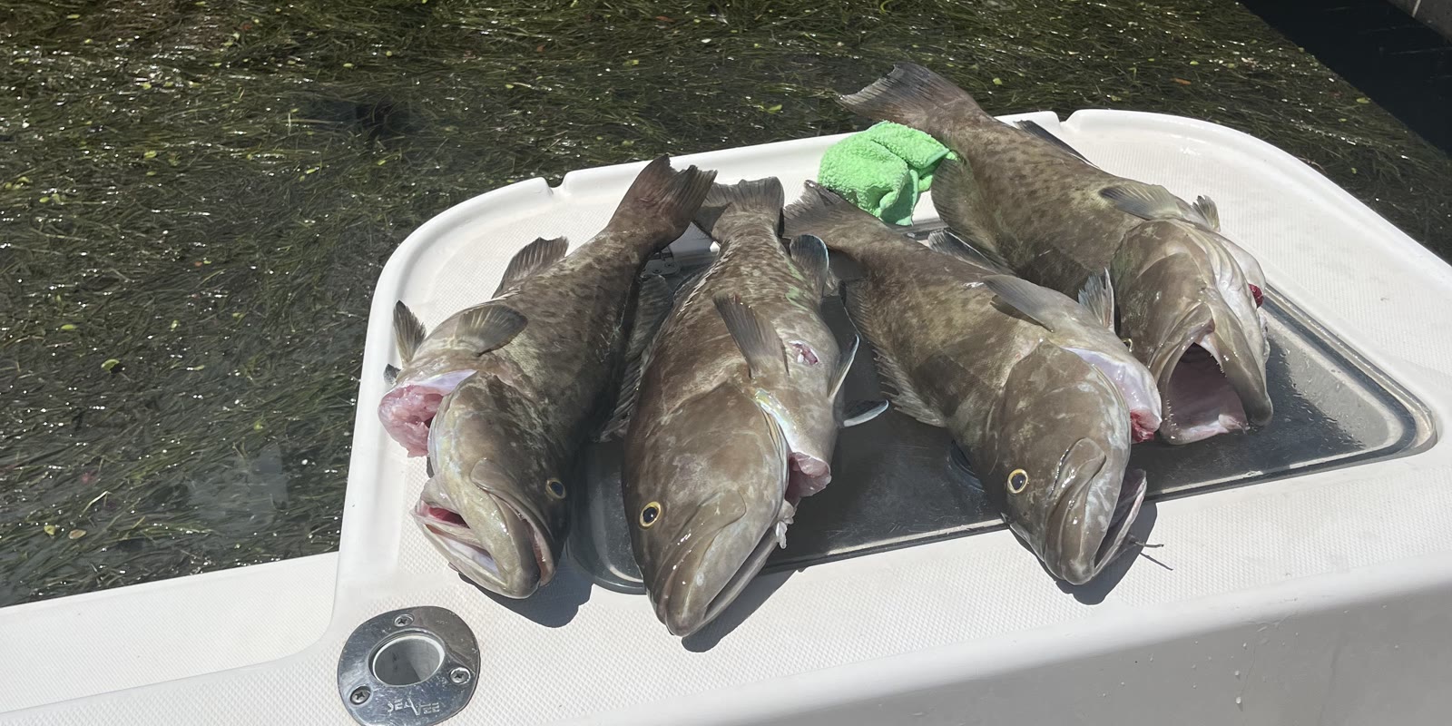 Tampa Bay Fishing Seasons 2026–2027: What's Open Each Month, Inshore and Offshore